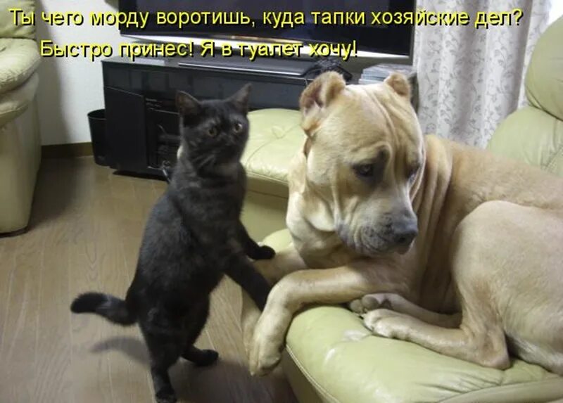 Шутки про собак. Коты с топором. Мне говорили стой не подходи. Не походите ко мнея я обиделся. Смешные картинки с котами и надписями.