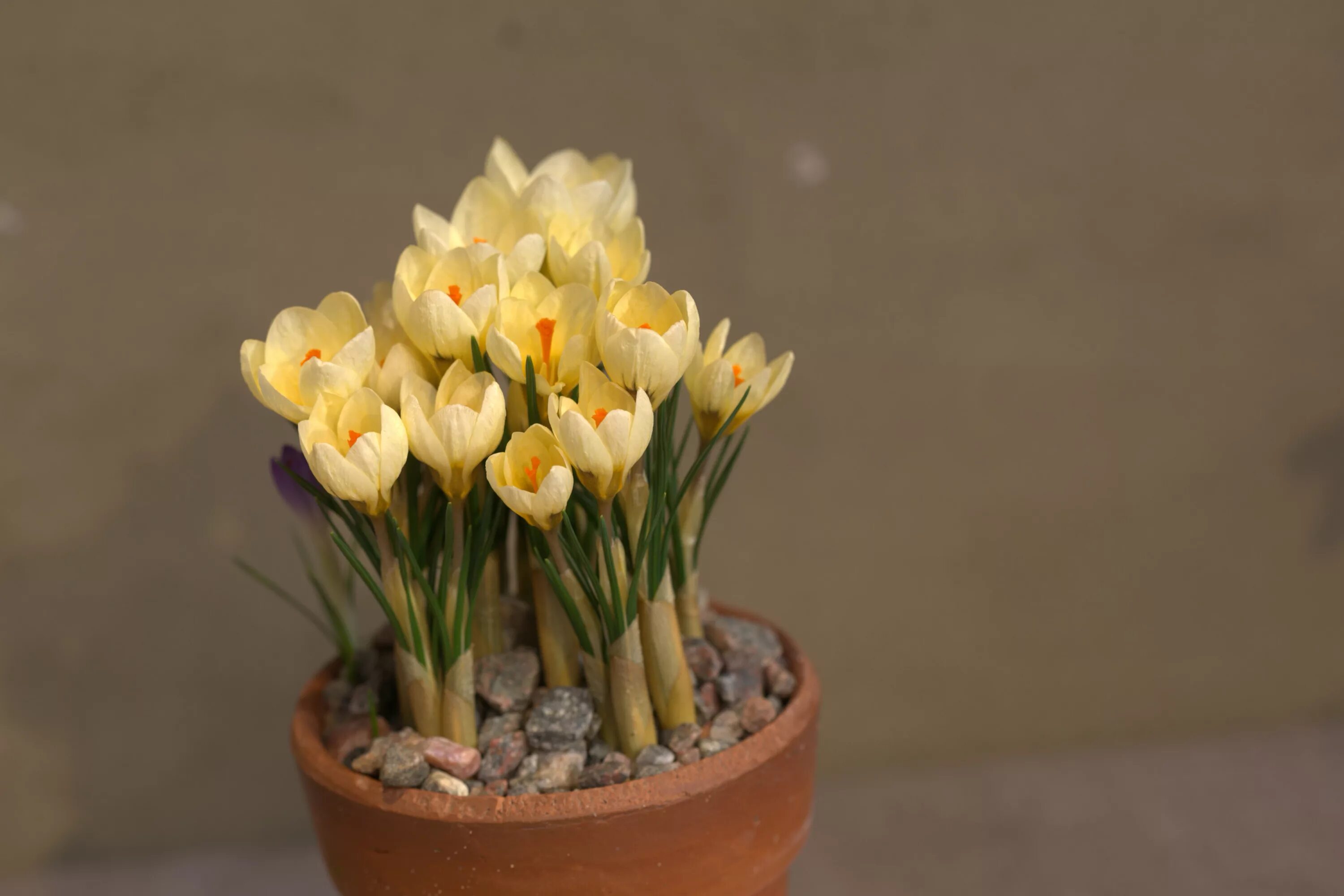 Крокус Крим Бьюти. Крокус Ботанический крем Бьюти. Crocus chrysanthus Cream Beauty. Crocus chrysanthus Romance.