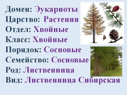 Систематическая группа сосны обыкновенной