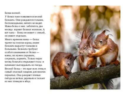 Папа для бельчонка вернуть быв