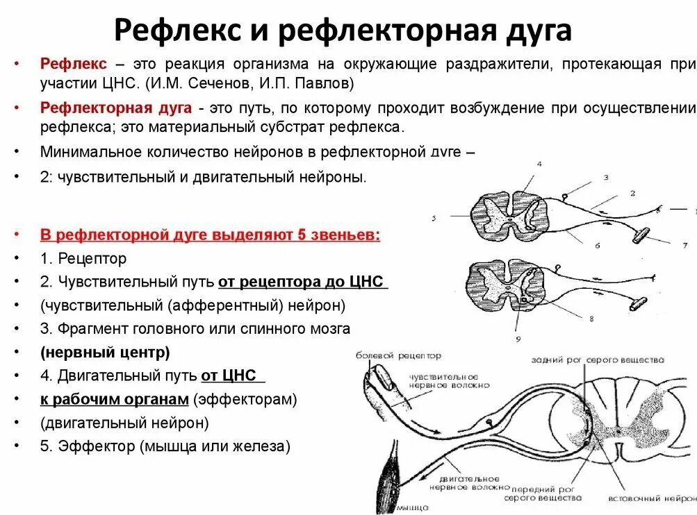 Рефлекс живого. Схема трехнейронной рефлекторной дуги соматического рефлекса. Схема сложной рефлекторной дуги соматического рефлекса. Рефлекторная дуга сгибательного рефлекса схема. Структура и функции рефлекторной дуги.