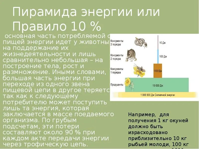 1 трофический уровень образует. Пирамида энергии правило 10. Экологическая пирамида энергии. Поток энергии в экосистемах. Пирамида энергии биология.