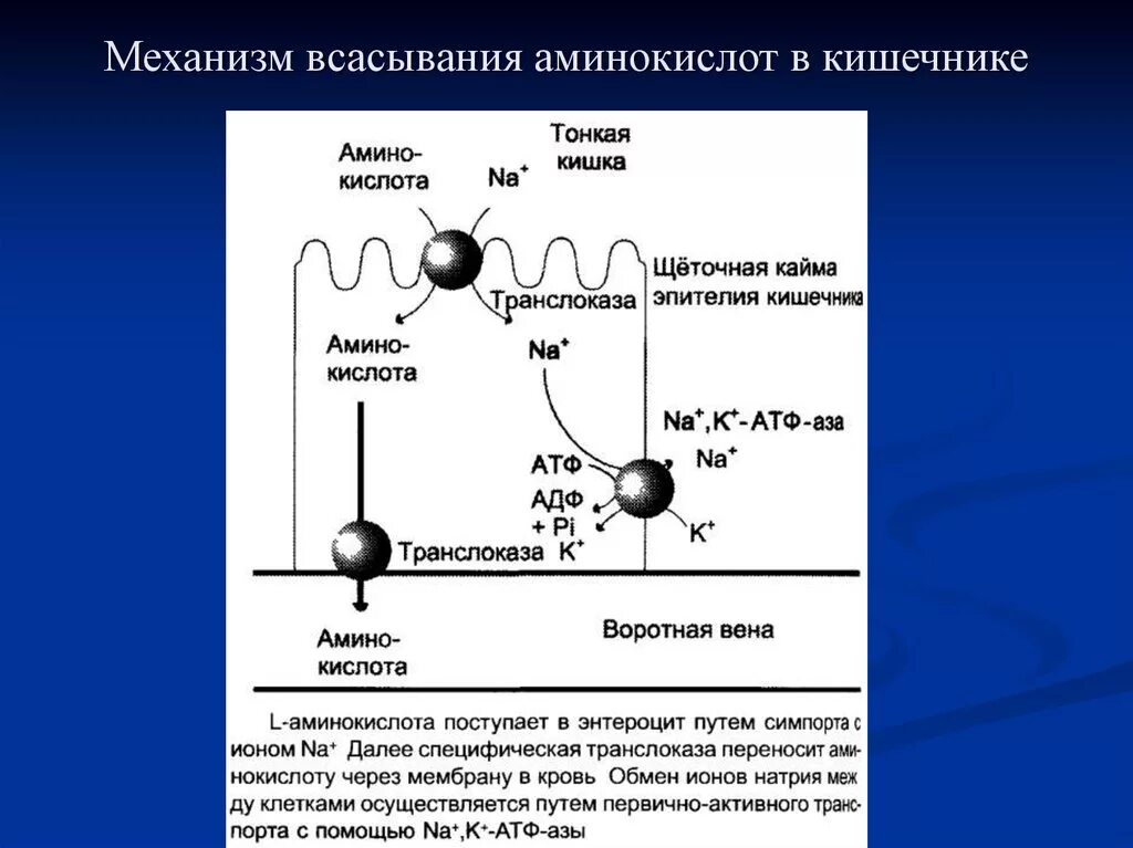 Транспорт белка происходит. Механизм всасывания аминокислот в кишечнике. Схема всасывания аминокислот в кишечнике. Механизм всасывания аминокислот в энтероцитах. Механизм всасывания в энтероцит.