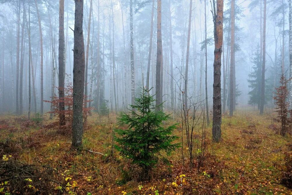 Сосновые леса в луге. Туман в Сосновом лесу Карелия. Карелия Сосновый Бор туман. Сосновый лес в тумане. Осень в Сосновом лесу.