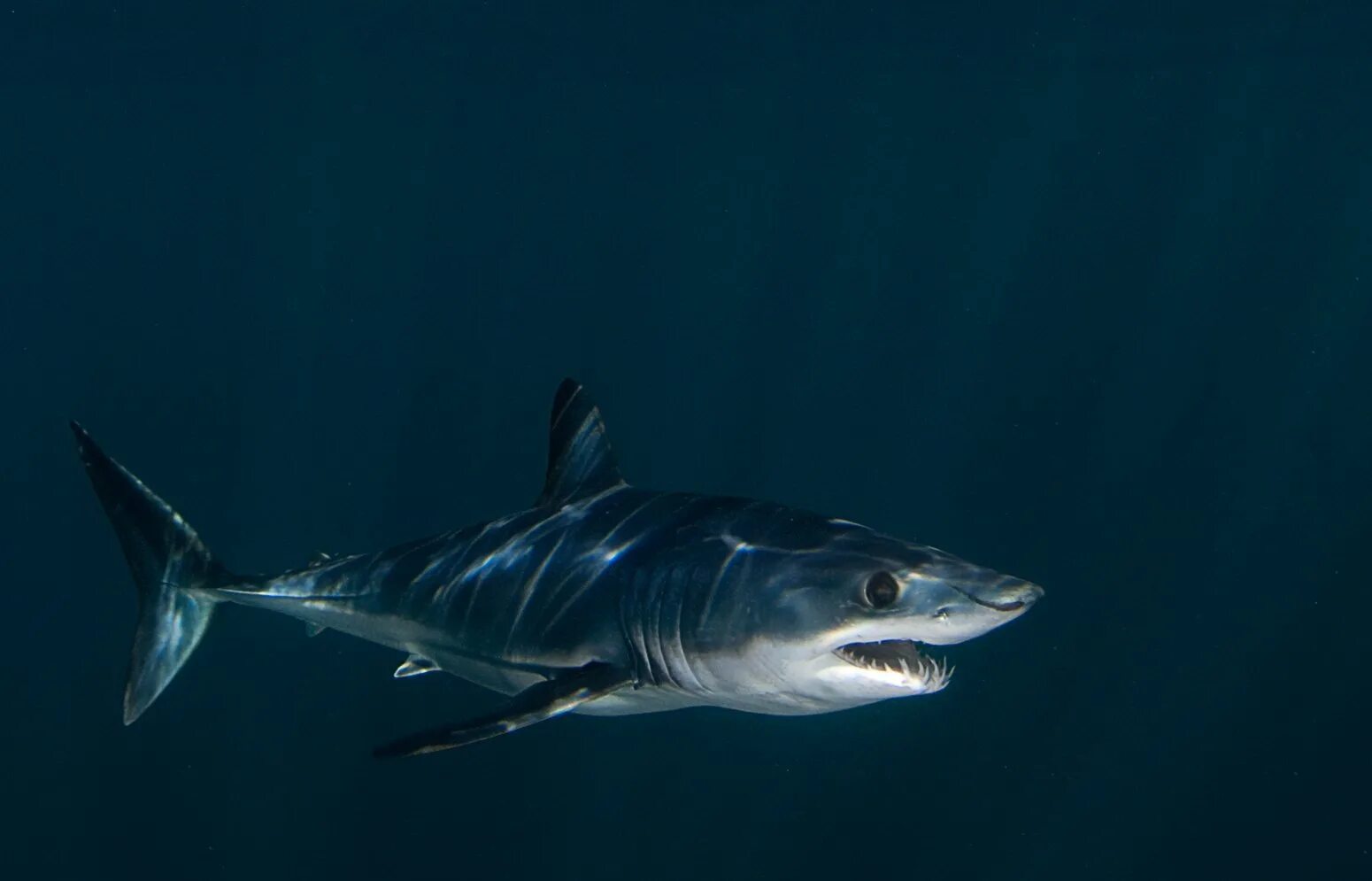 Акула мако опасна ли для человека. Акула мако. Сельдевая акула мако. Мако акула чернорылая. Серо голубая акула мако.