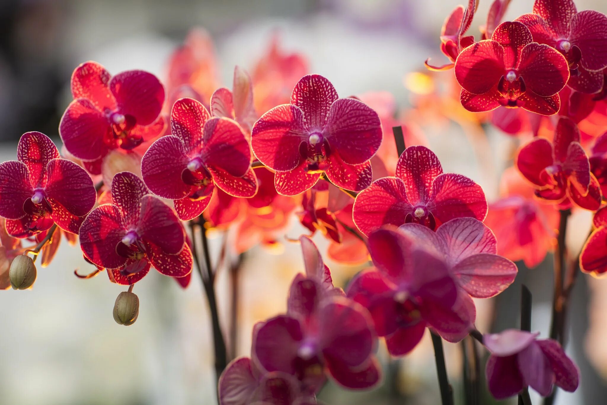 Flowers orchids. Орхидея фаленопсис Монте Карло. Орхидея фаленопсис красная. Фаленопсис ред Дрим. Фаленопсис Монтпельер.