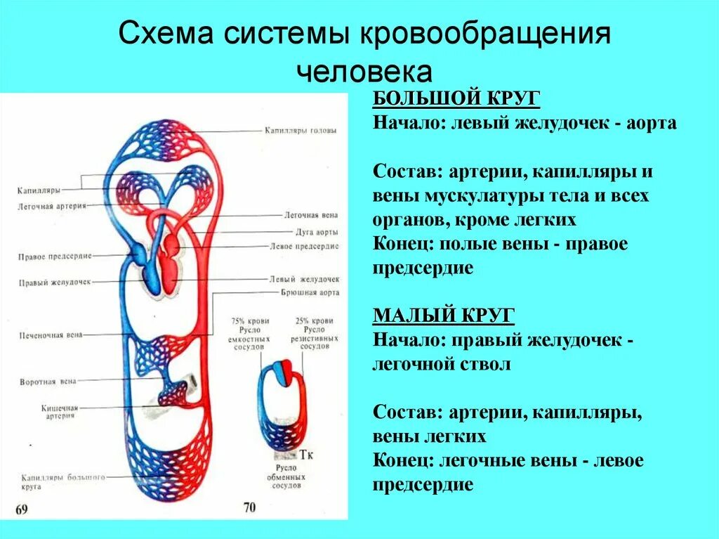 Круги кровообращения человека схема. Большой круг кровообращения схема. Малый круг кровообращения схема сосудов. Схема большого круга кровообращения у человека. Три отдела кровообращения