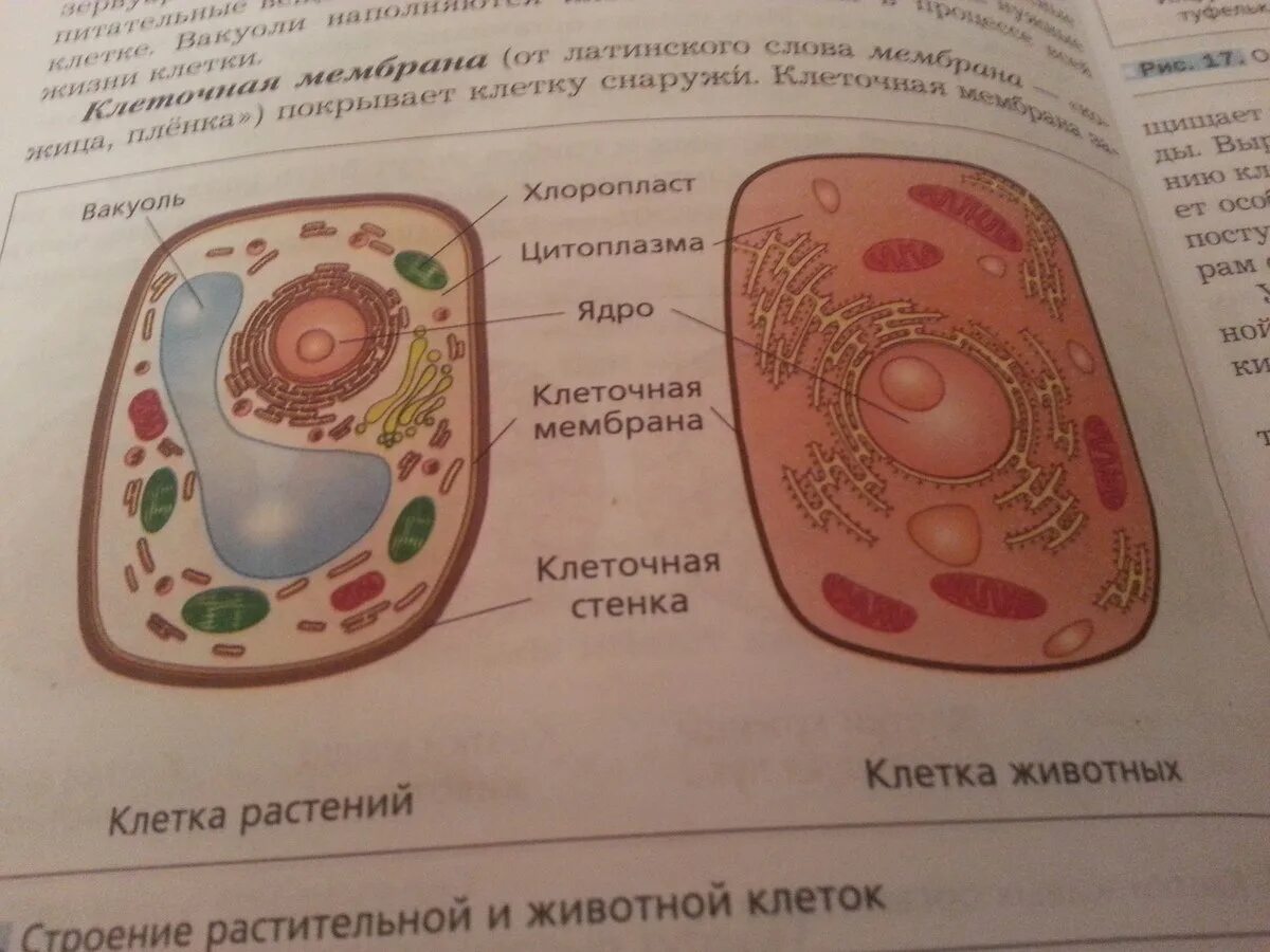 Вывод растительные и животные клетки. Строение растительной и животной клетки 6 класс биология. Строение животной клетки 5 класс. Строение растительной и животной клетки 5 класс биология. Клетка растения и животного рисунок 5 класс биология.