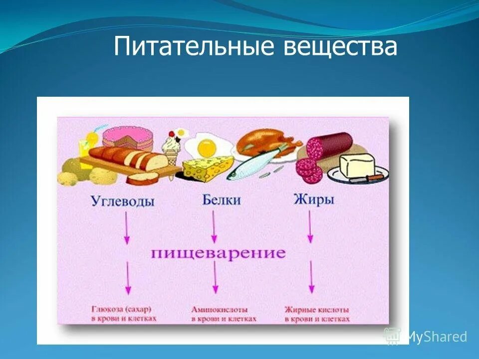 Где белки жиры и углеводы. Питательные вещества схема 8 класс биология. Пища и питательные вещества. Основные питательные вещества. Белки жиры углеводы.