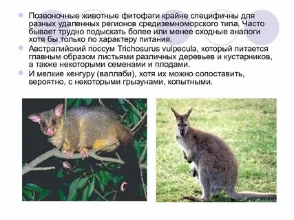 Животные жестколистных лесов