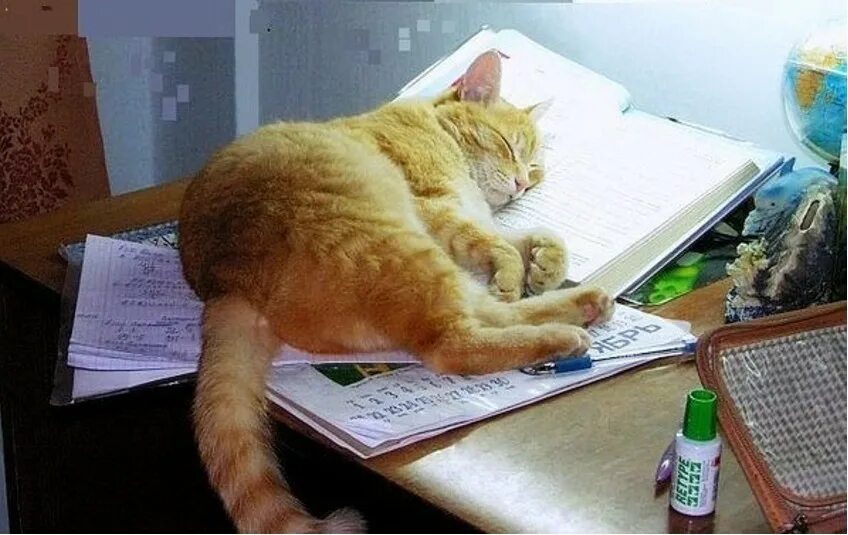 Обучающий кот. Кот учит уроки. коты и учеба. кот учеба. коты учат уроки.