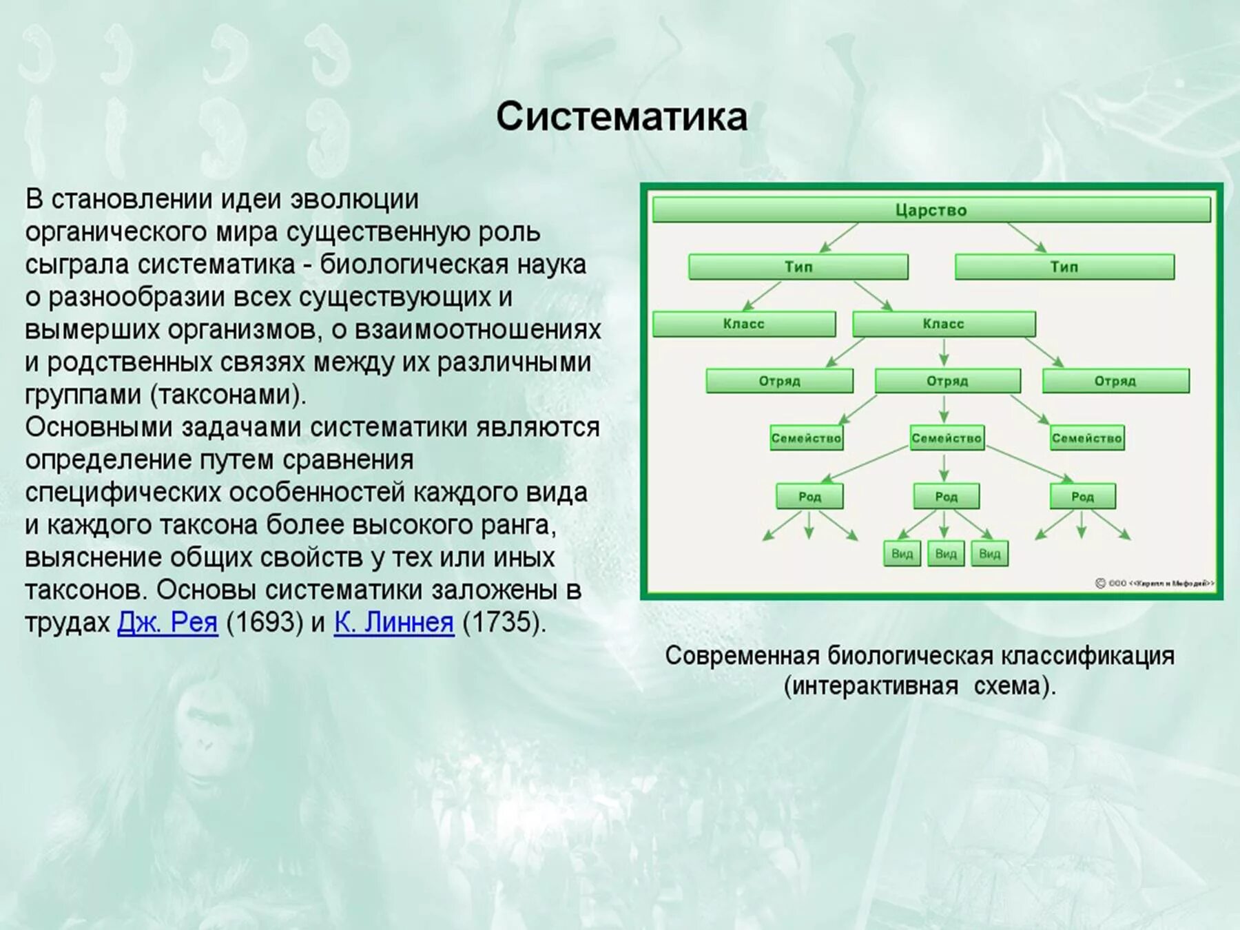 Систематика. Классификация в биологии. Систематика и Эволюция растений. Определение систематике