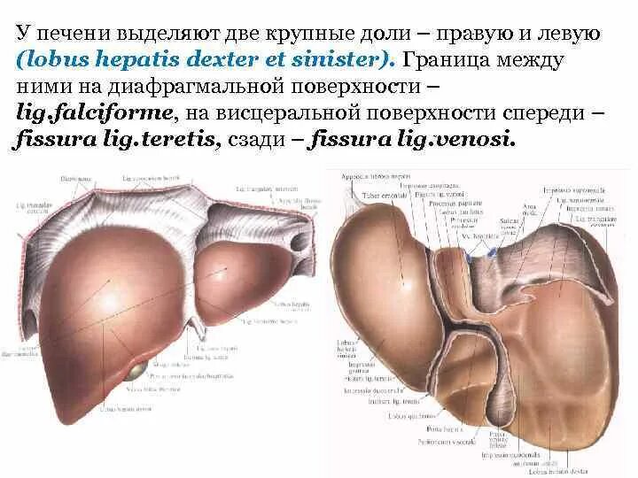 3 доли печени. Печень вид спереди диафрагмальная поверхность. Борозды печени на висцеральной поверхности. Внешнее строение печени вид снизу висцеральная поверхность. Висцеральная поверхность печени латынь.