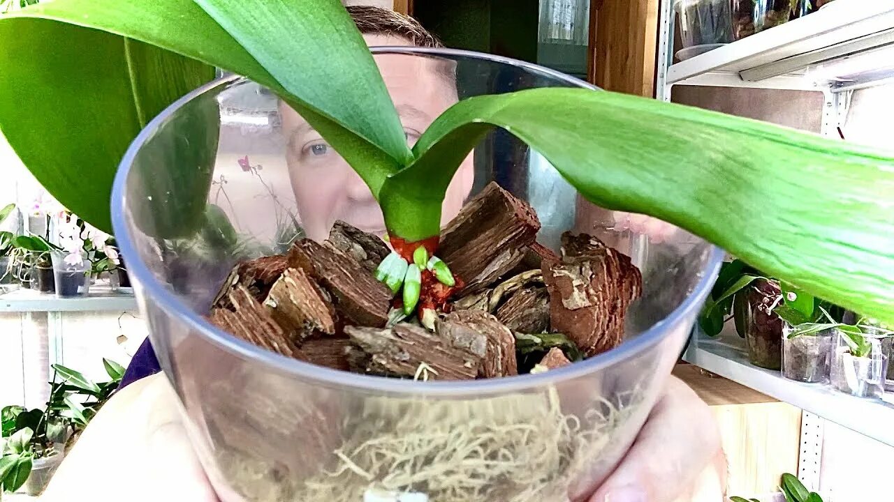 Полив максимом орхидеи. Коктейль с орхидеей. Обработка орхидеи максимом от гнили. Опрыскивание комнатные цветы. Поливает орхидею.