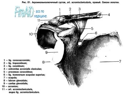 Грудино плечевой сустав
