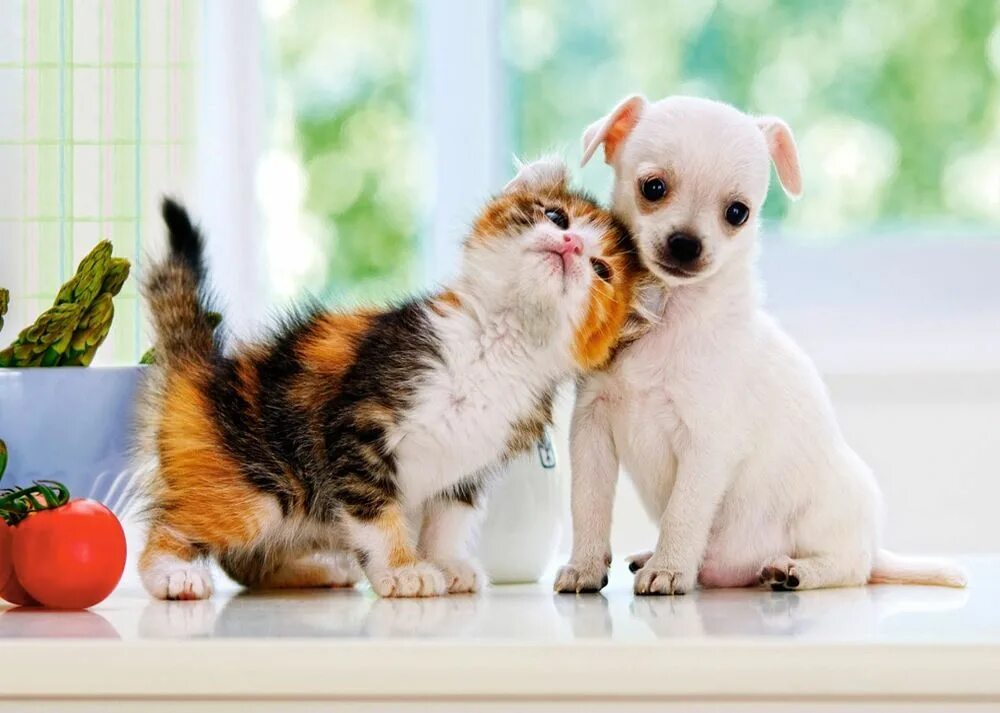 милые малыши собачек и кошек. 4 собачки 1 кошечка.