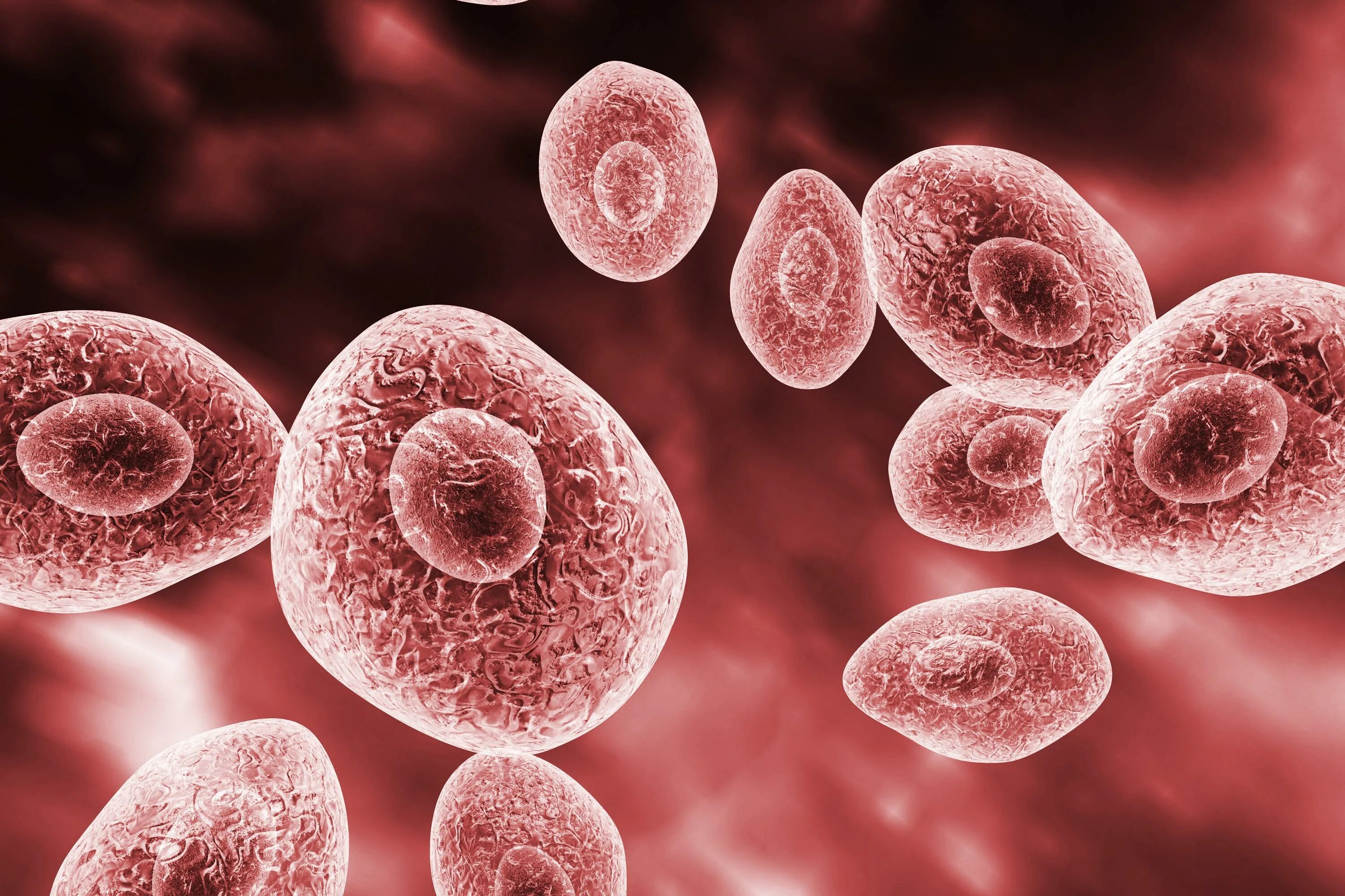 Fungi днк. Днк bacteria в мазке что это. Хитридиомицеты. Кокцидиоидоз микробиология. Coccidioides immitis морфология.
