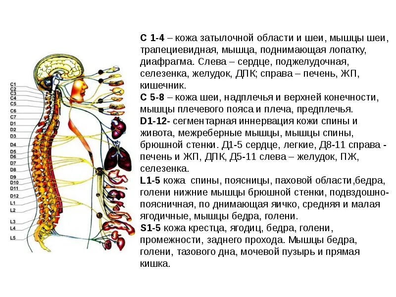 Иннервация шейного отдела