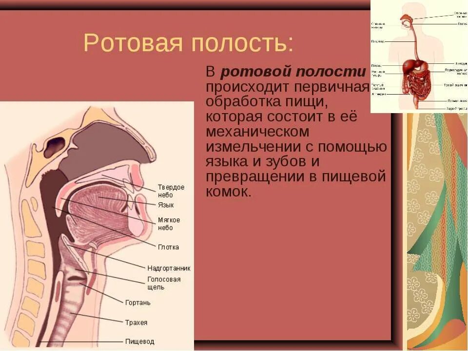 Содержимое полости рта. Строение пищеварительной системы ротовая полость. В ротовой полости происходит. Процессы происходящие с пищей в ротовой полости.