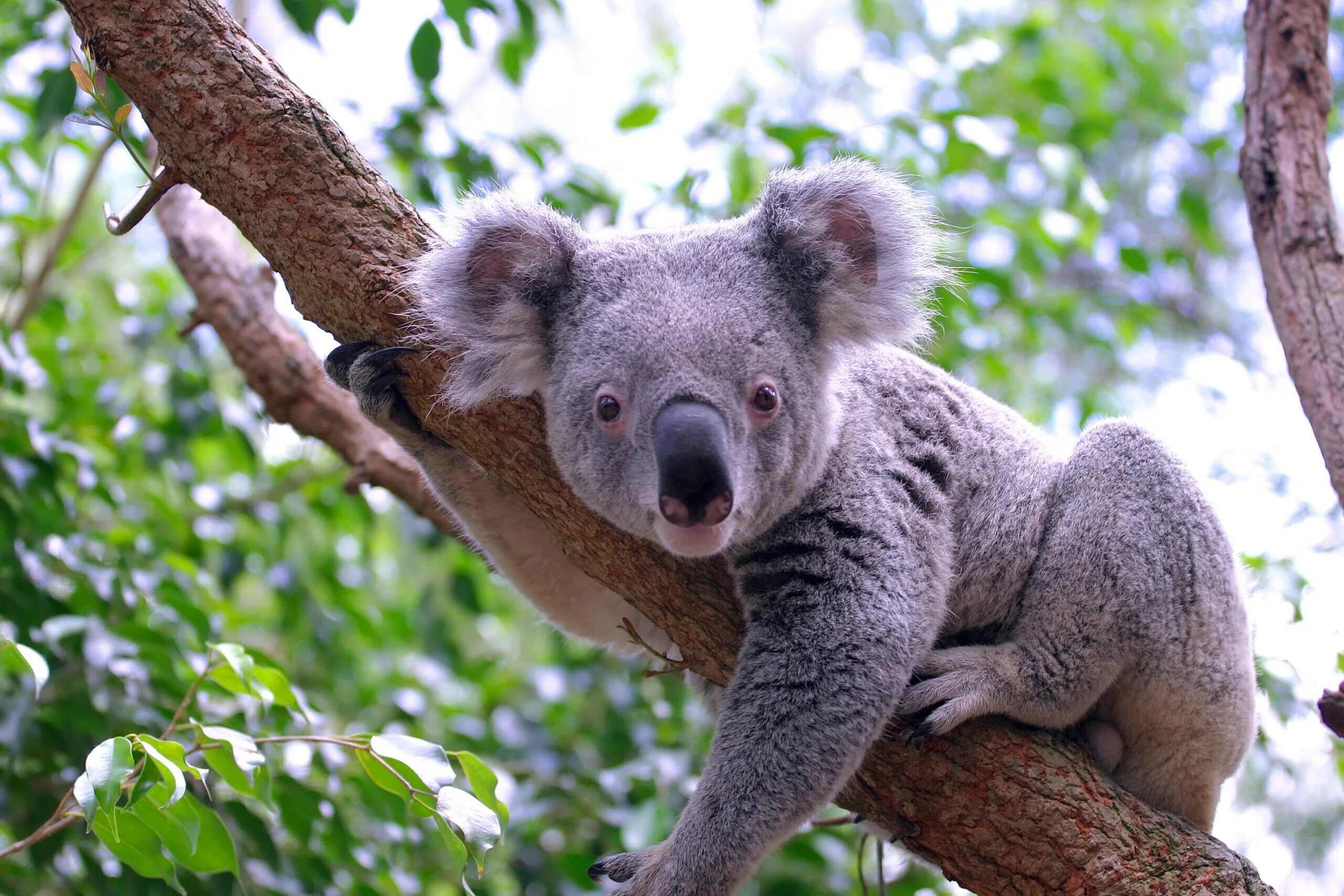 Животные Австралии коала. Коала сумчатое. Австралийский сумчатый медведь коала. Медведи коалы в Австралии.