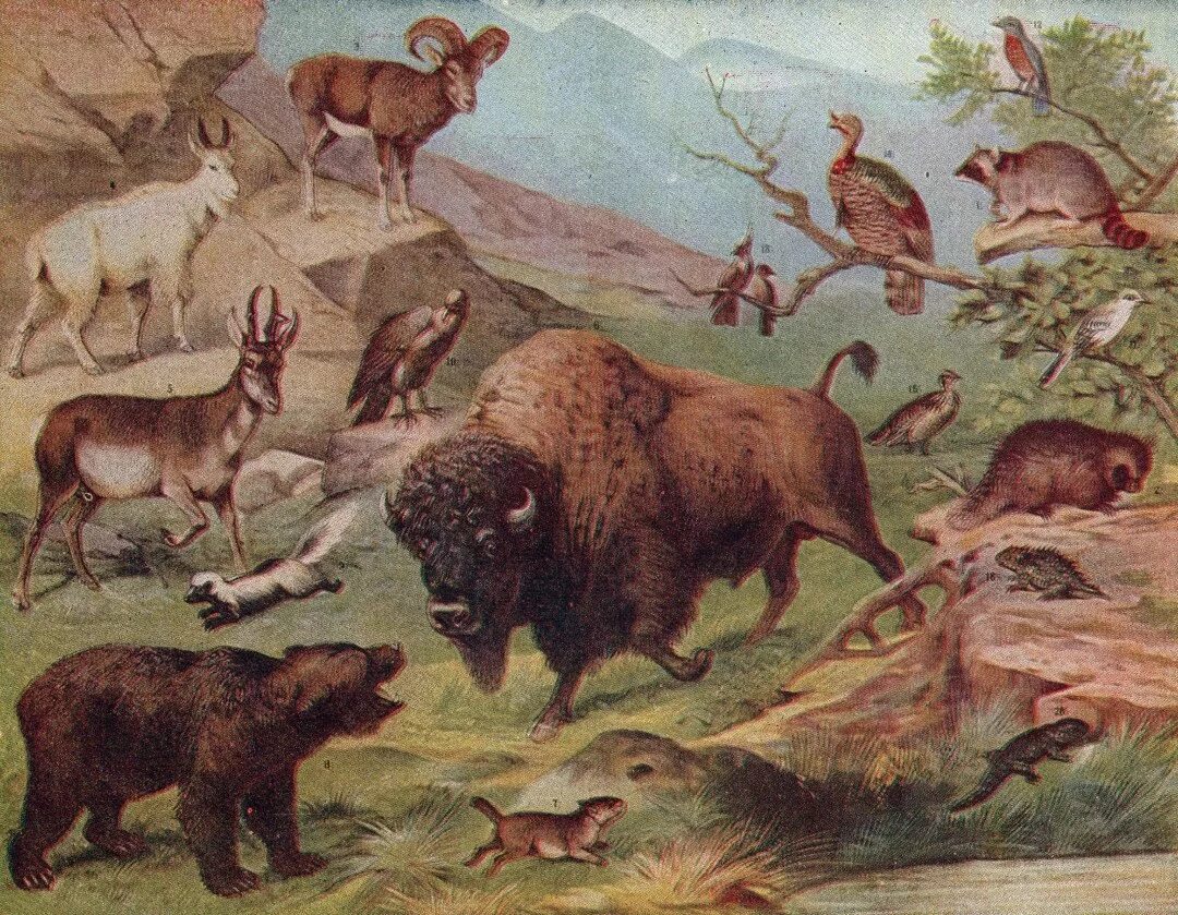 Животные земли. Животный мир планеты. Вымирание животных и растений. Животные африкиафрики. Разнообразие фауны.