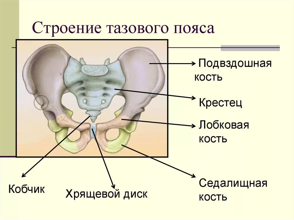 Таз отдел скелета. Строение скелета человека тазовые кости. Строение таза подвздошная кость. Строение тазового пояса анатомия. Тазовая кость анатомия человека строение.