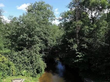 Rivers plants