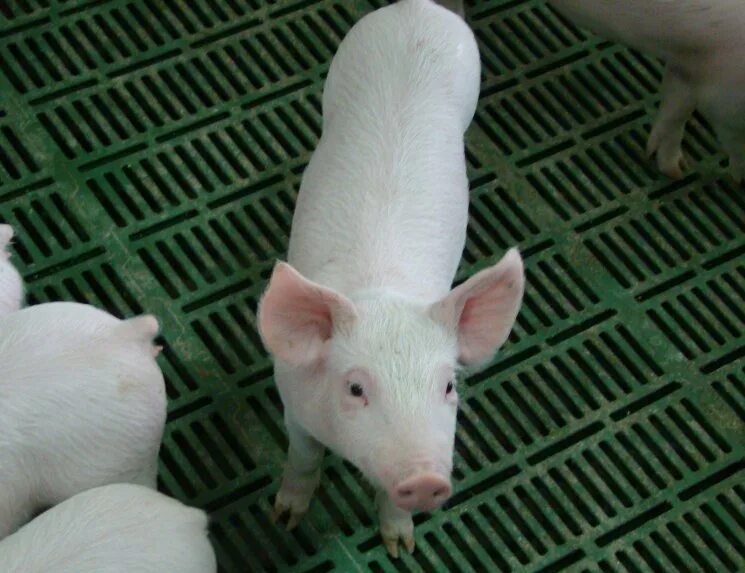 Как вырастить свиней. Поросята на доращивании. Свинокомплекс доращивание. Свиньи на свинокомплексе. Поросята группы доращивания.