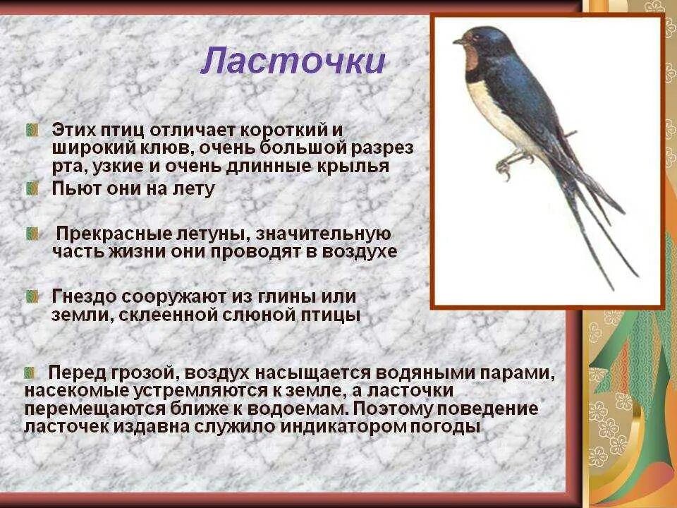 Рассказ про птиц 2 класс окружающий мир. Описание птиц. Описание ласточки. Рассказ о птице Ласточке. Ласточка птица описание.