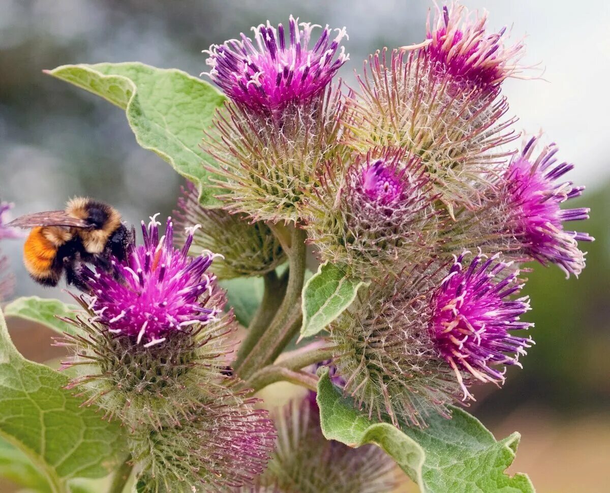 Лопух большой репейник. Репейник (Burdock). Лопух репейник зоохория. Репейник и репей. Лопух хорошие качества