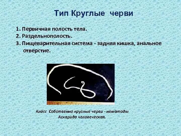 Тип плоских червей полость тела. Ароморфозы круглых червей. раздельнополость у круглых червей. ароморфозы типа круглые черви.