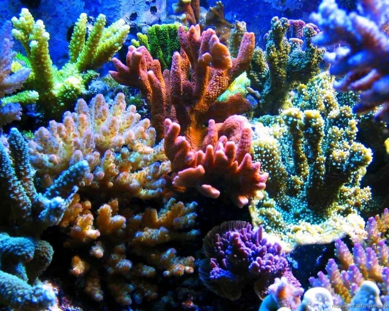 Коралловые рифы описание. Коралловые полипы рифы. Колониальные коралловые полипы. Коралловые полипы (Anthozoa). Коралловые полипы в индийском океане.