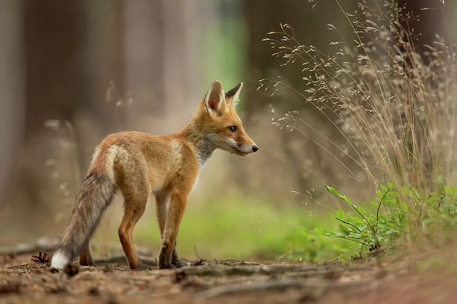 Лиса Шпиленок. Лапа лисы. Рыжая и Степная лисицы. Лапки лисички. Red fox 3