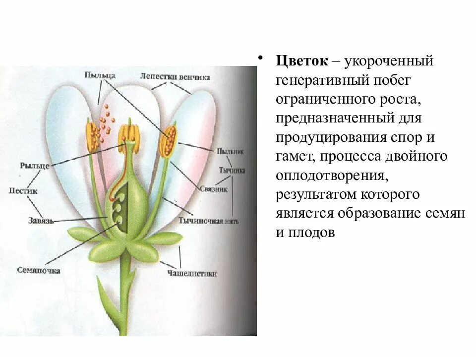 Покрытосеменные растения побег. Строение покрытосеменных 5 класс. Строение цветковых покрытосеменных растений. Генеративные органы покрытосеменных растений. Строение цветка покрытосеменных растений.