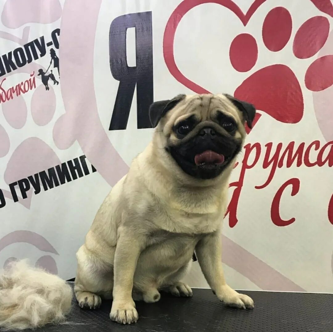 Мопсы линька. Грумминг мопса. экспресс линька мопса. мопс линяет. экспресс линька мопса инструменты.