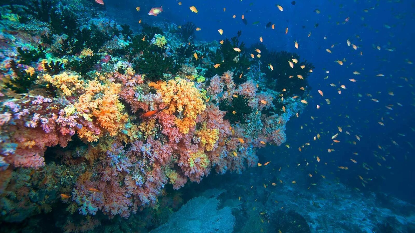 Лучший коралловый риф. Риф Фоттейо Мальдивы. Дайвинг Мальдивы риф. Рифы в океане. Барьерный риф Мальдивы.