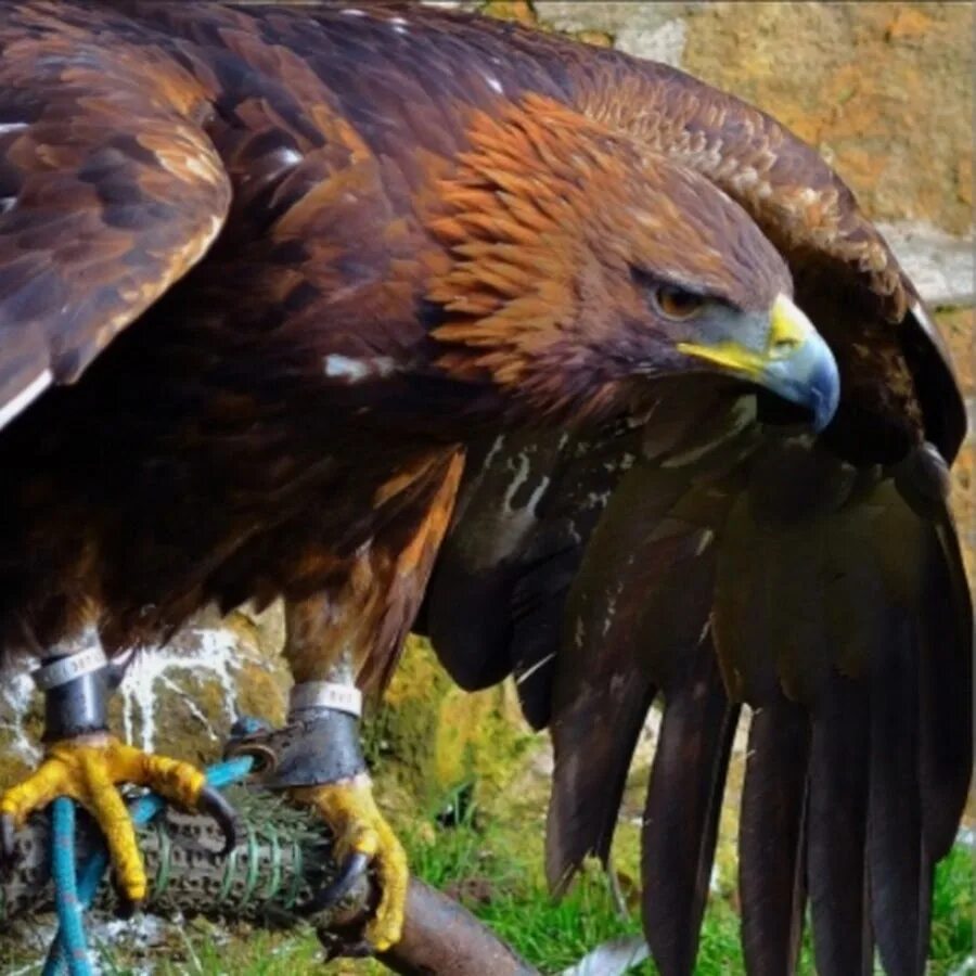 Golden Eagle Изображения: просматривайте стоковые фотографии, векторные изображе