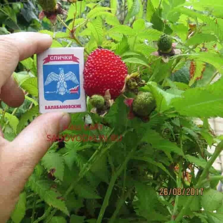 Семена Малина Тибетская EKZO.TERRA ET078-10 10 семян - отзывы покупателей на Мег