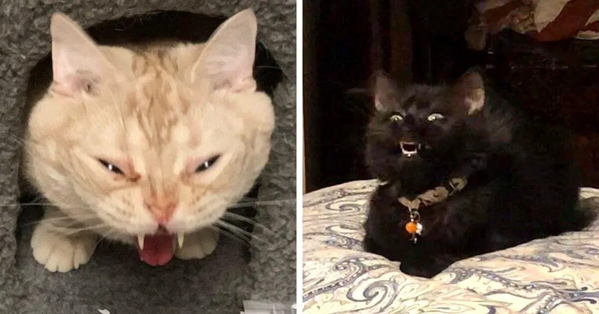 Кот скидывает. Кошка скинула котят. Котик худеет. Неудачные фото кошек. Девочка живодерка из челябинска.
