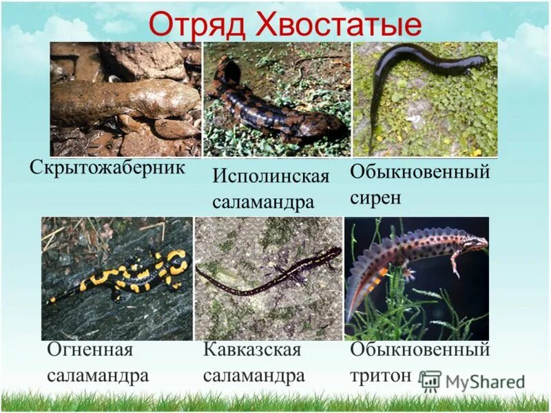 отряд хвостатые земноводные. класс земноводные отряд хвостатые представители. отряд хвостатые саламандры. класс амфибии отряд хвостатые. представители отряда хвостатые земноводные.