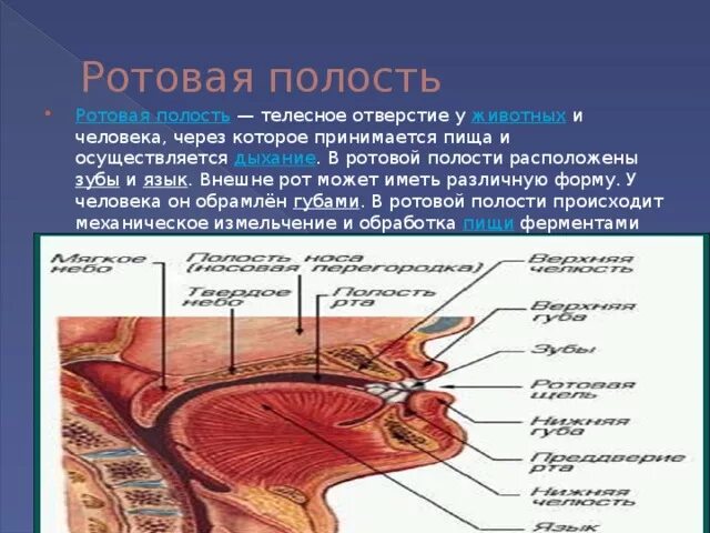 В какой полости расположен. Ротовая полость животных. преддверие ротовой полости у животных. строение органов ротовой полости животных. анатомия животных ротовая полость язык.