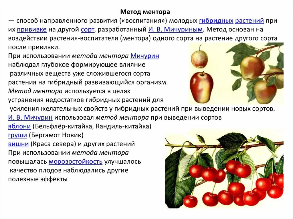 Мичурин метод ментора. Мичурин селекция методы ментора. Метод ментора в селекции растений. Метод ментора в селекции растений и животных. Гибрид мичурин