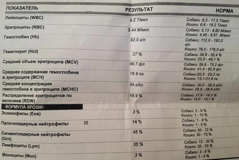 В моче повышено содержание лейкоцитов. Показатели лейкоцитов в моче норма. лейкоциты в кале повышены. лейкоциты в кале у взрослого норма. лейкоциты в кале у грудничка.