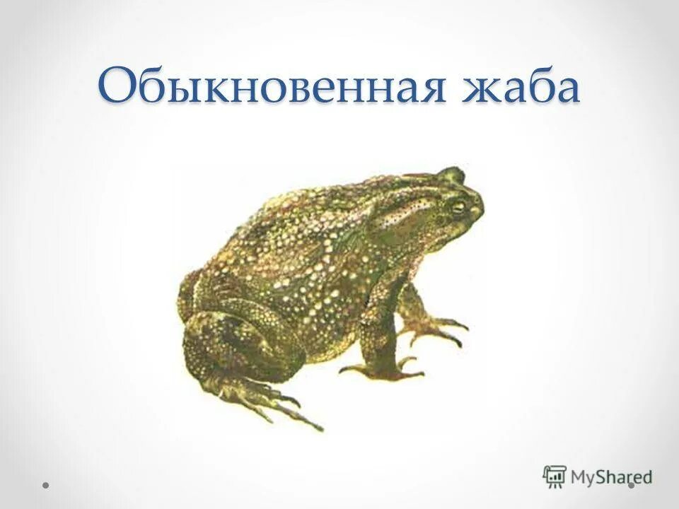 озёрная лягушка вымётывает. земноводных хищников. жаба обыкновенная систематика. жаба серая приспособление к среде обитания. лягушка это позвоночное животное.