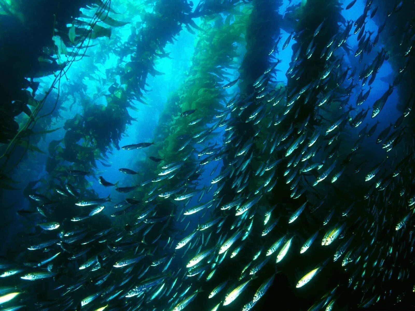 В воде рыбы водоросли. Морские водоросли келп. Озеро Трафул Аргентина. Подводный "лес"(Kelp Forest). Kelp algae.