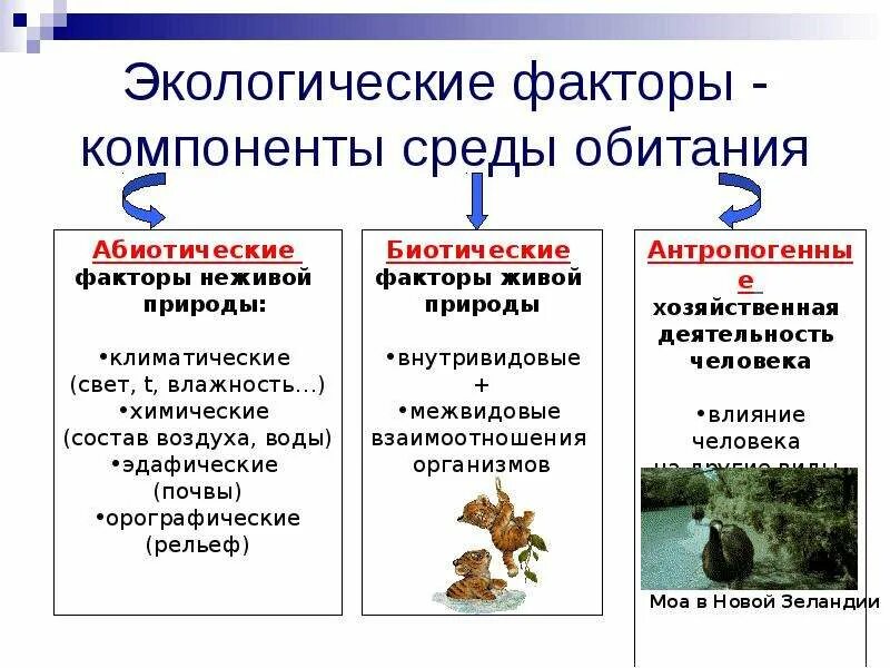 основные компоненты экосистемы. абиотические компоненты. абиотические компоненты.