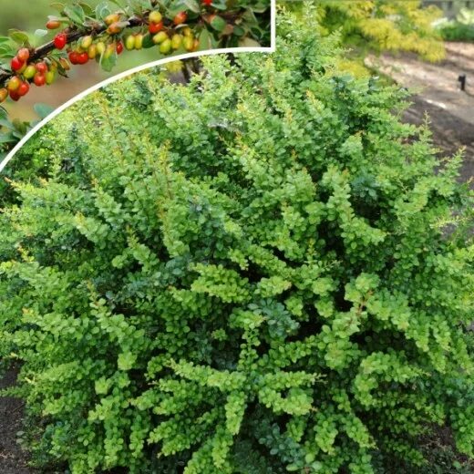 Барбарис Тунберга для дендропластики и не только Венев Питомник растений Дзен