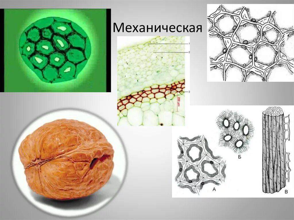 Часть механической ткани у растений. Механическая ткань растений склеренхима. Паренхима склеренхима колленхима. Механическая ткань колленхима, склереиды. Механические ткани растений растений.