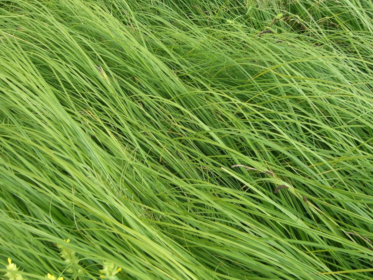 Мятлик болотный. Колыс трава. Трава джусари. Трава дюсяй.