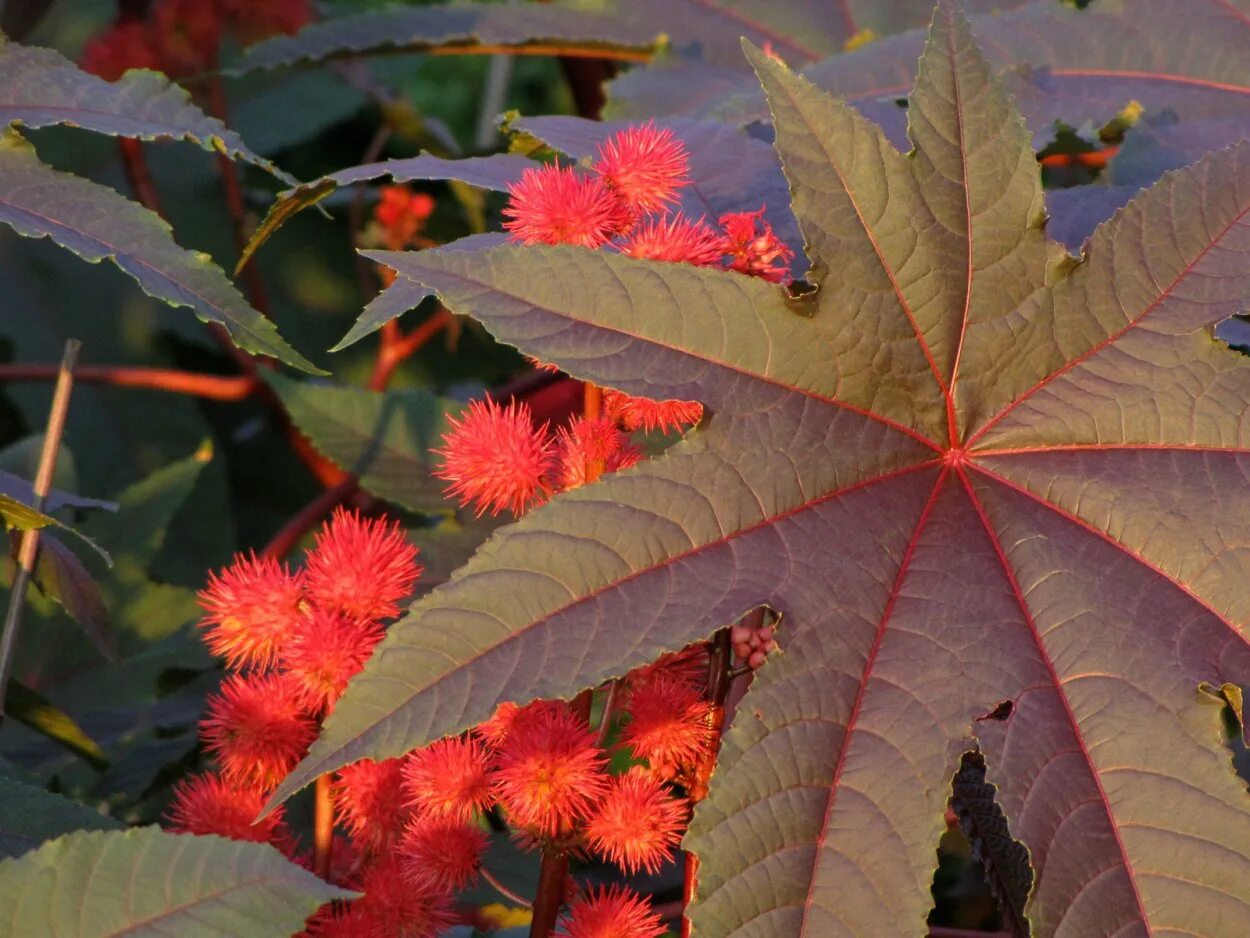 Клещевина импала бронзовая. Клещевина ricinus communis. Клещевина занзибар грин. Сибирская пальма клещевина. Клещевина обыкновенная.